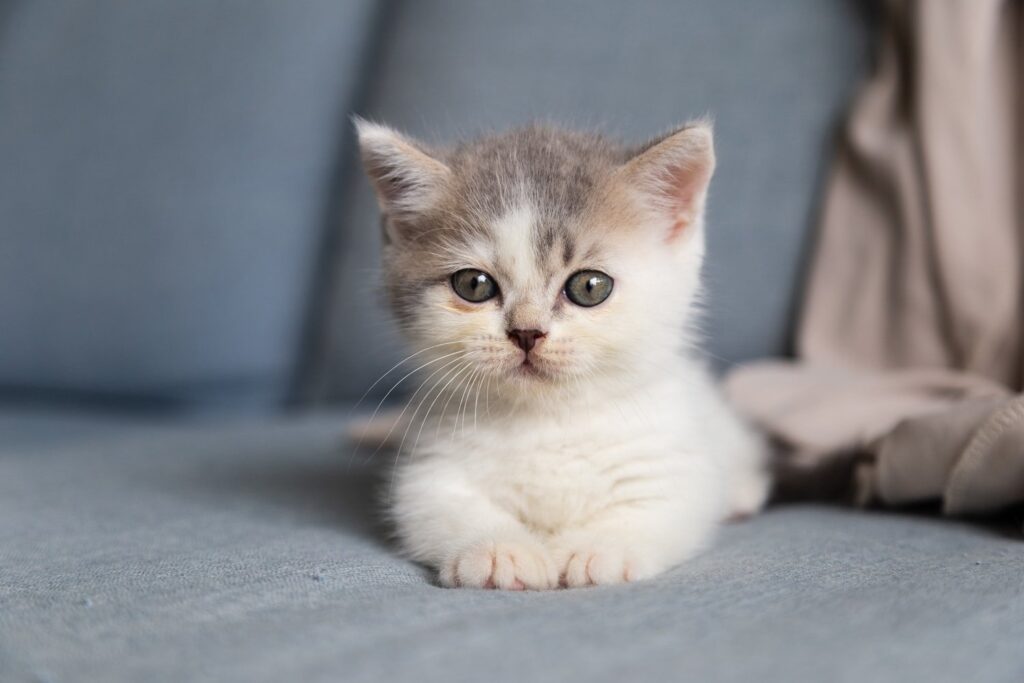 cat available to foster in the Bay Area