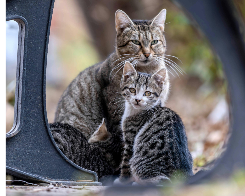 foster kittens Bay Area cat rescue