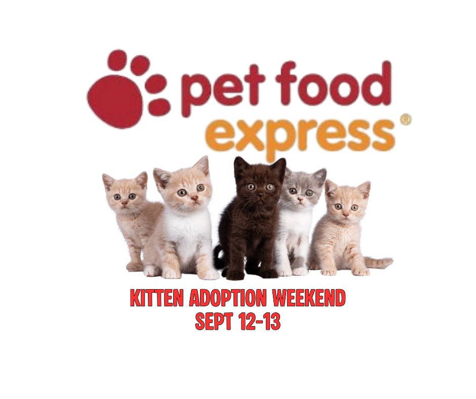 Kitten adoption event at Pet Food Express San Jose on September 13, 2026